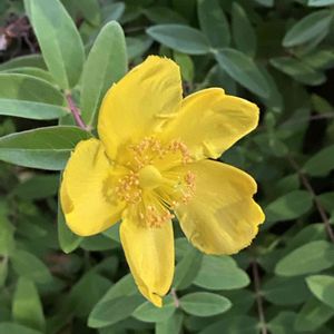 キンシバイ,キンシバイ,植栽,今日のお花,平和を願う☆の画像