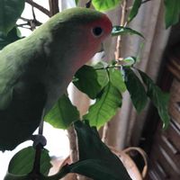 セローム,コーヒーの木,コーヒーの木,アカネ科,コザクラインコ　森の画像