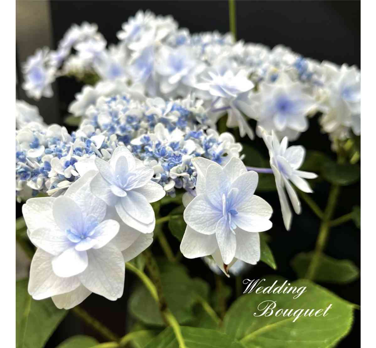 アジサイ ウェディングブーケの一覧｜🍀GreenSnap（グリーン