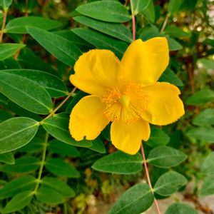 キンシバイ,温室,黄色い花,北海道,今日のお花の画像