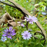 フェリシア,庭の花,種まきっ子,今日の庭から,春撒きに挑戦の画像