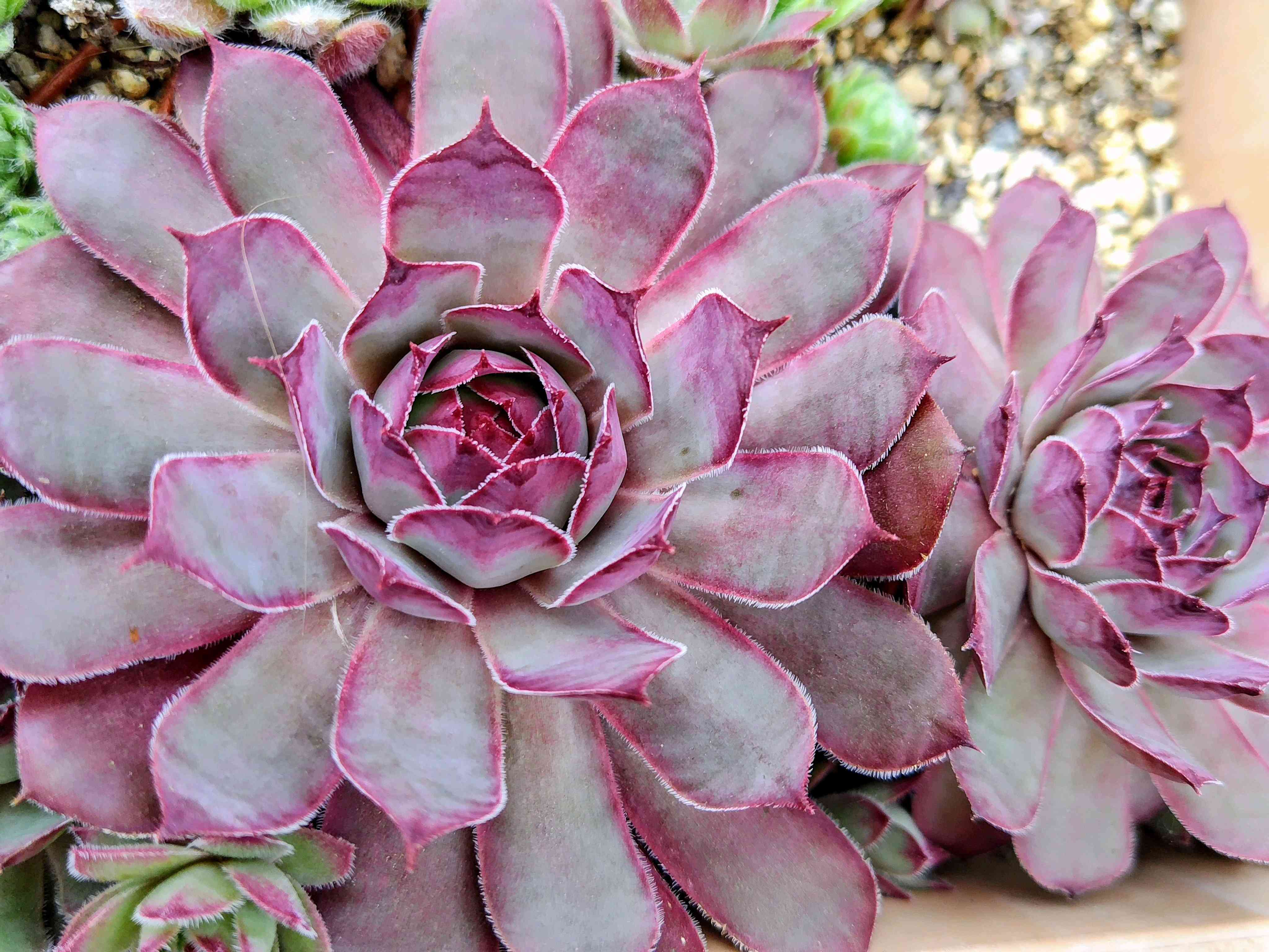 フランダースパッションの一覧｜🍀GreenSnap（グリーンスナップ）