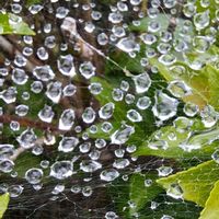 アセビ,馬酔木(アセビ）,アセビの実,アセビの新芽,アセビの花穂の画像