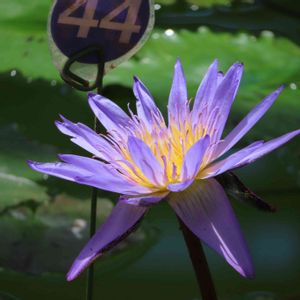 熱帯スイレン,熱帯睡蓮　レパーデス,温室,都立神代植物公園の画像