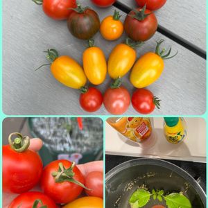 ミニトマト,中玉トマト　フルティカ,レモンバジル,プランター野菜,夏野菜の画像