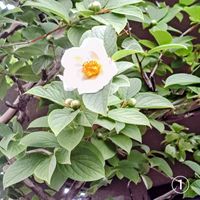 アガパンサス,ランタナ,ランタナ,夏ツバキ,夏椿の画像