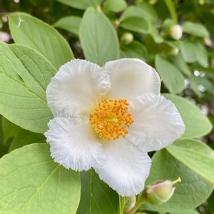 ナツツバキ,ナツツバキの花,ナツツバキの冬芽,夏椿の蕾,ナツツバキの果実の画像