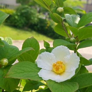 夏椿,ナツツバキ,今日のお花,ゆいの花公園,東松戸ゆいの花公園の画像