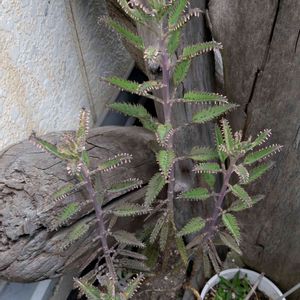 多肉植物,生命力が強い,流木,自然,花のある暮らしの画像