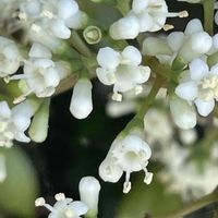 サンゴジュ,山野草,里山,庭木・花木,ガマズミ科の画像