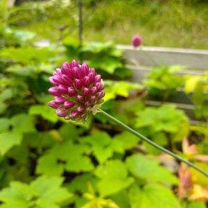 アリウム 丹頂,アンティーク雑貨,雑貨小物,雑貨好き♡,小さなお庭の画像