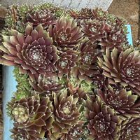 金魚草,ミニパイナップル,センペルビウム レグニ,フェルニア 蛾角,レグニの花芽の画像