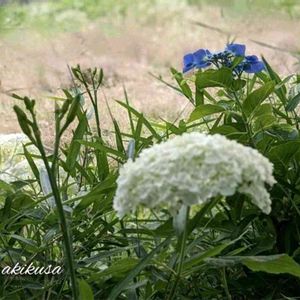 アジサイ,ギボウシ,ヤブカンゾウ,ヒメシャラ,アナベルの画像
