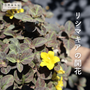 リシマキア,ガーデニング,花のある暮らし,植物のある暮らし,肥料の画像