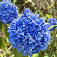 アジサイ,アジサイ,アジサイ,紫陽花,紫陽花の画像