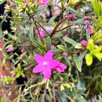 クロウエア サザンクロス,ピンクの花,星型,玄関アプローチの画像