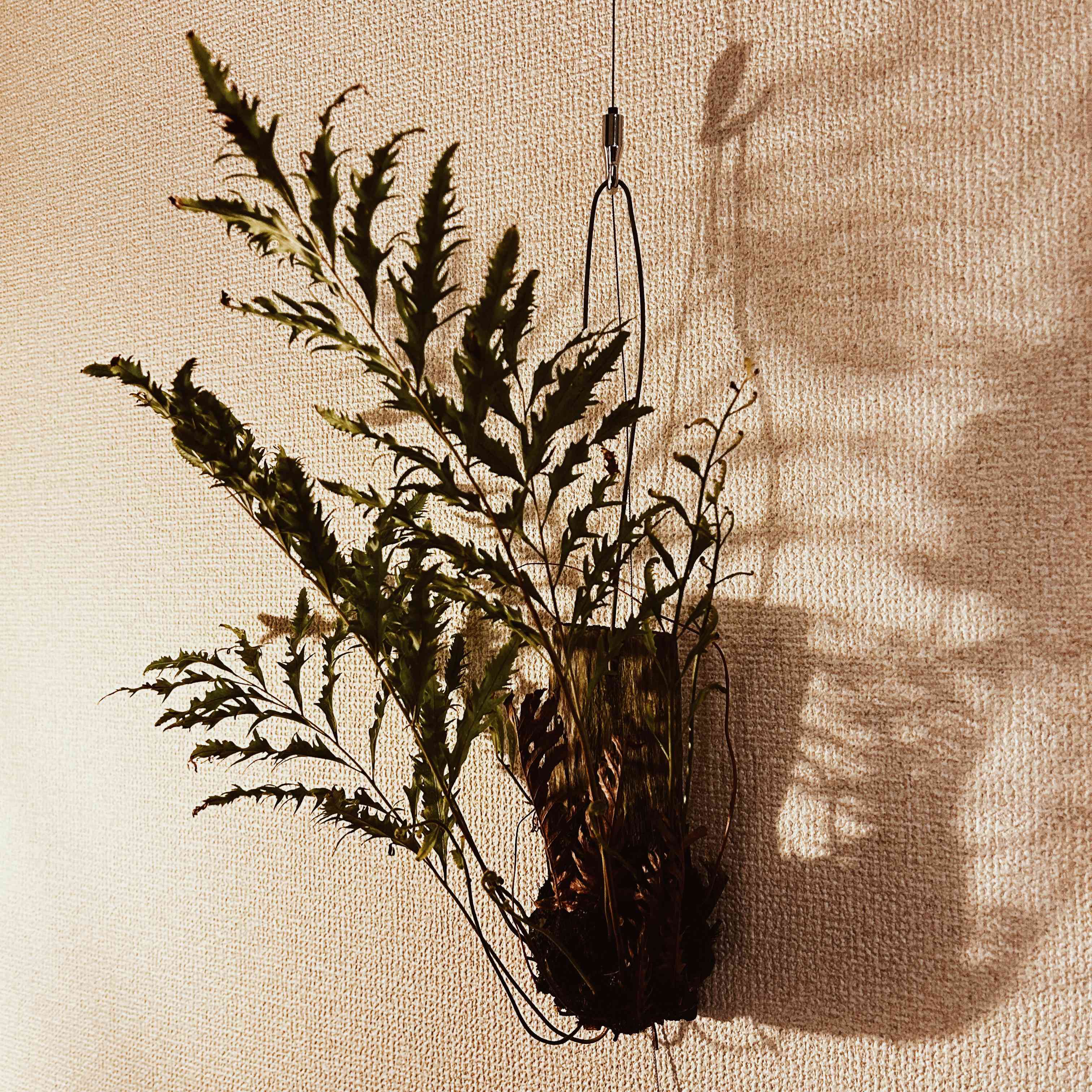 ドリナリアリギデュラの一覧｜🍀GreenSnap（グリーンスナップ）