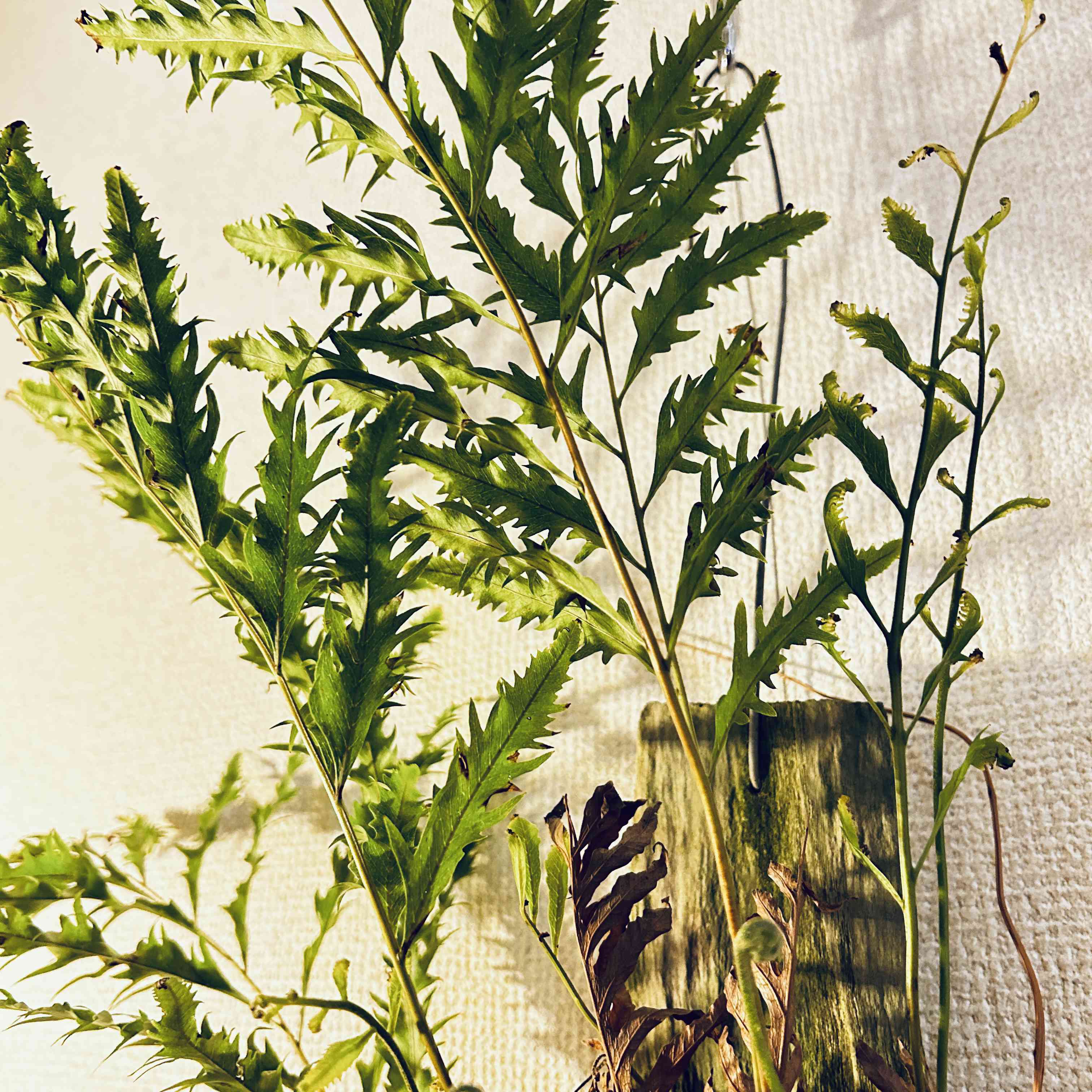 ドリナリアリギデュラの一覧｜🍀GreenSnap（グリーンスナップ）