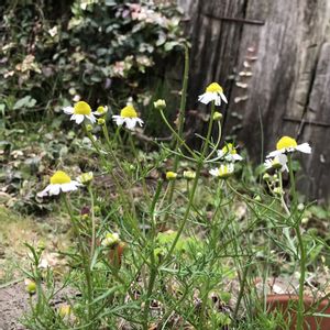 カモミール,ジャーマンカモミール,ハーブ,手作りの庭,花のある暮らしの画像