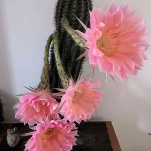 サボテン,サボテンの花,咲いた！,ピンクの花,サボちゃん　記録の画像
