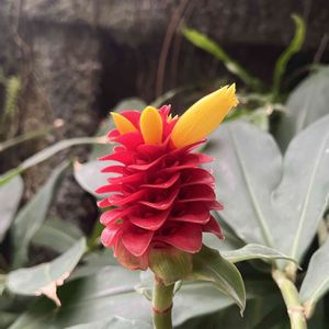 温室,牧野植物園,エイリアンの画像