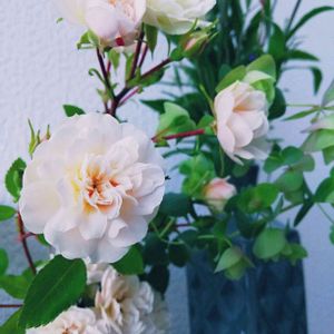 ミニバラ・グリーンアイス,オレガノケントビューティー,一輪挿し,ばら バラ 薔薇の画像