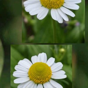 カモミール,ジャーマンカモミール,ハーブ,可愛い,山野草の画像