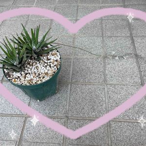 リトルミッシー,十二の巻？,いただきもの,花芽祭り,うわぁ~♡の画像