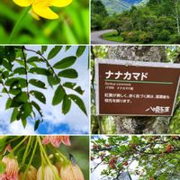 ナナカマド,ミヤマキンポウゲ,サラサドウダン,八ヶ岳 赤岳,山野草の画像