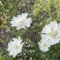 スカビオサ,スカビオサ・コーカシカ ファーマ,ガーデニング,宿根・多年草,つぶつぶのお花の画像