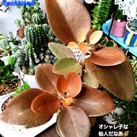 カランコエ,仙人の舞,カランコエ属,植物男子ベランダー,仙人の舞.の画像