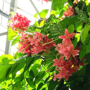 温室,季節の花,花のある暮らし,熱帯植物,緑のある暮らしの画像