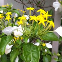 コンロンカ,コンロンカ（ハンカチの花）,アカネ科,明るい色,明るい花色の画像