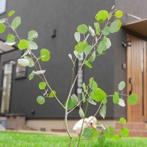 ユーカリ,ユーカリ ポポラス,芝生の庭,庭の画像