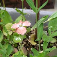 ポピー,名前を教えて,種から,季節の花,バルコニー/ベランダの画像