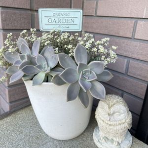 朧月,パープルヘイズ,かわいいな♡,花のある暮らし,植物だいすきの画像