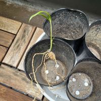 ケンチャヤシ,Howea belmoreana,発芽,ヤシ,成長の画像