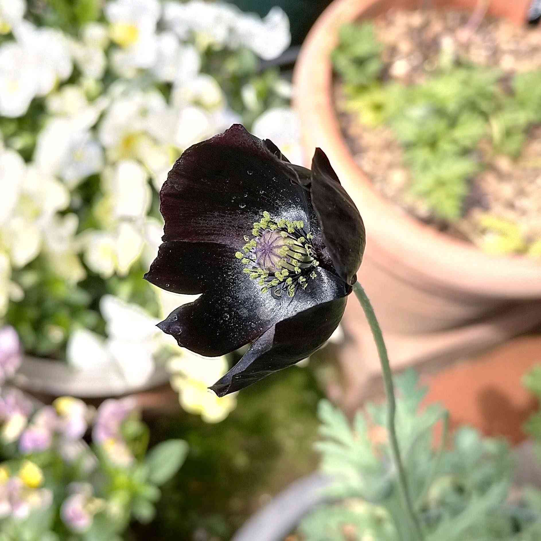 黒花ポピー・ブラックマジックの種まきからの開花 2023秋〜2024春