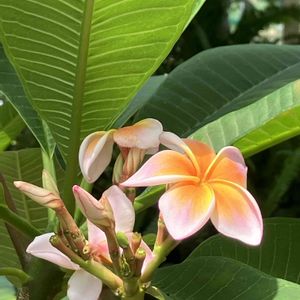 かわいい,温室,草津市立水生植物公園みずの森の画像