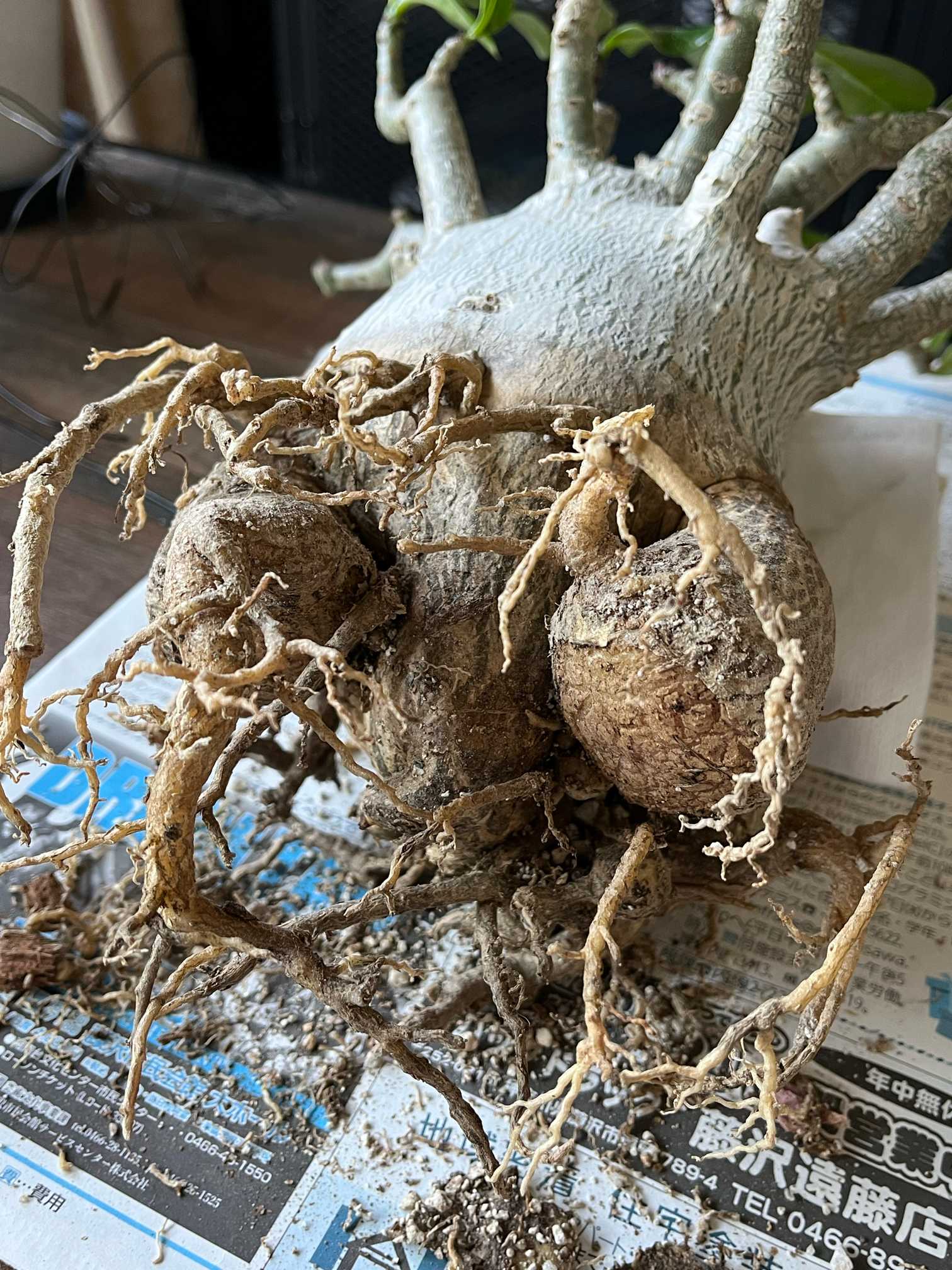 アデニウム アラビカム 植え替えたい😀｜🍀GreenSnap（グリーンスナップ）