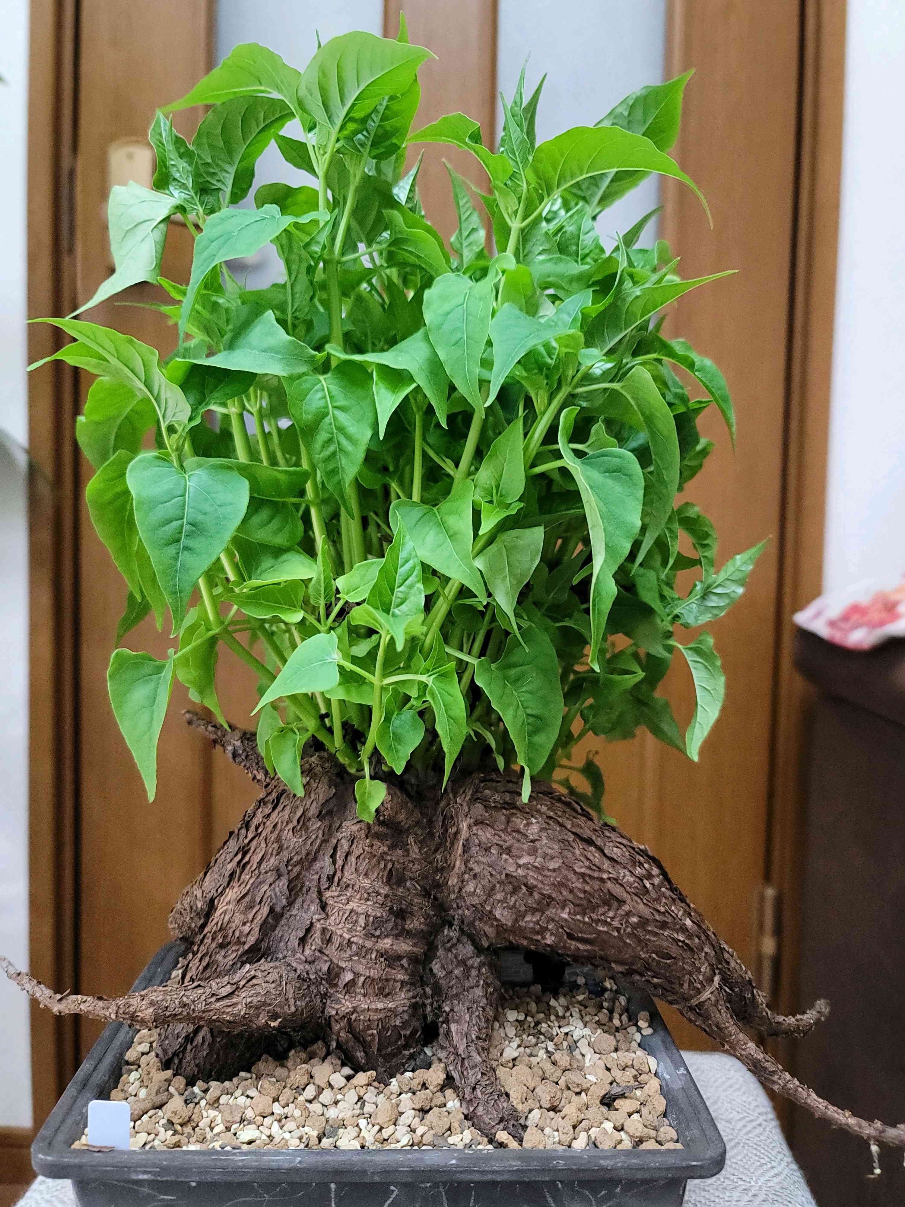 ミラビリス・ジャラパの一覧｜🍀GreenSnap（グリーンスナップ）