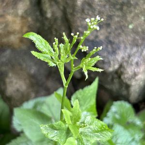 ミツバ,小さな花,グランドカバー,繁殖力旺盛,山野草大好きの画像