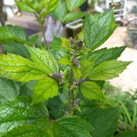 エキナセア,ガウラ,エキナセア ラズベリートラッフル,ガザニア アズテック,ミニバラ　ゼプティの画像