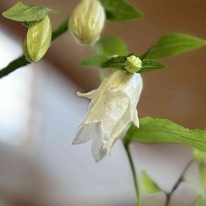 山紫陽花,ホタルブクロ(八重),一輪挿し,山野草,白い花の画像