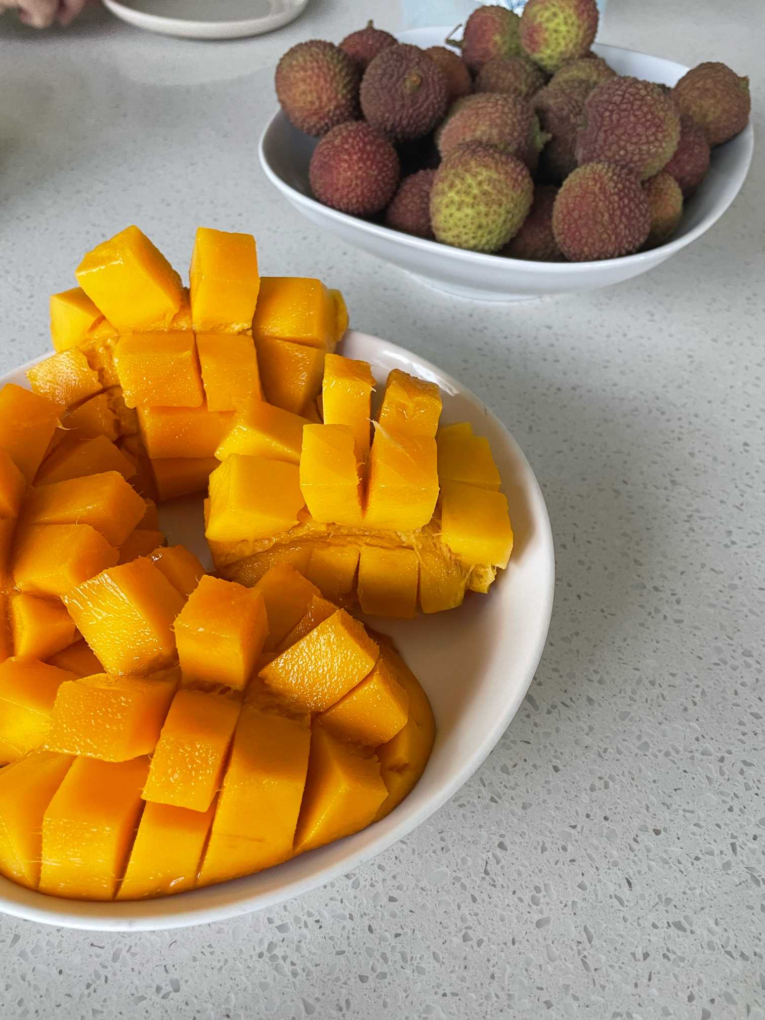 前編🐳台湾のビカクシダナーセリー潜入(((((*´・ω・)ﾄｺﾄｺ｜🍀GreenSnap