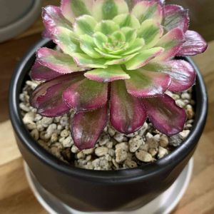 アオエニウム属マルディグラ,多肉植物,植え替え,アエオニウム属の画像