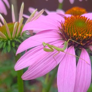 エキナセア,エキナセア,ハラビロカマキリ,花壇,ガーデニングの画像