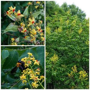 モクゲンジ,木患子∗木欒子,植栽,落葉高木,ムクロジ科モクゲンジ属の画像