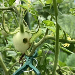 リオグランデ（トマト）,害虫対策,トマト栽培,おうち園芸,おうちde菜園の画像