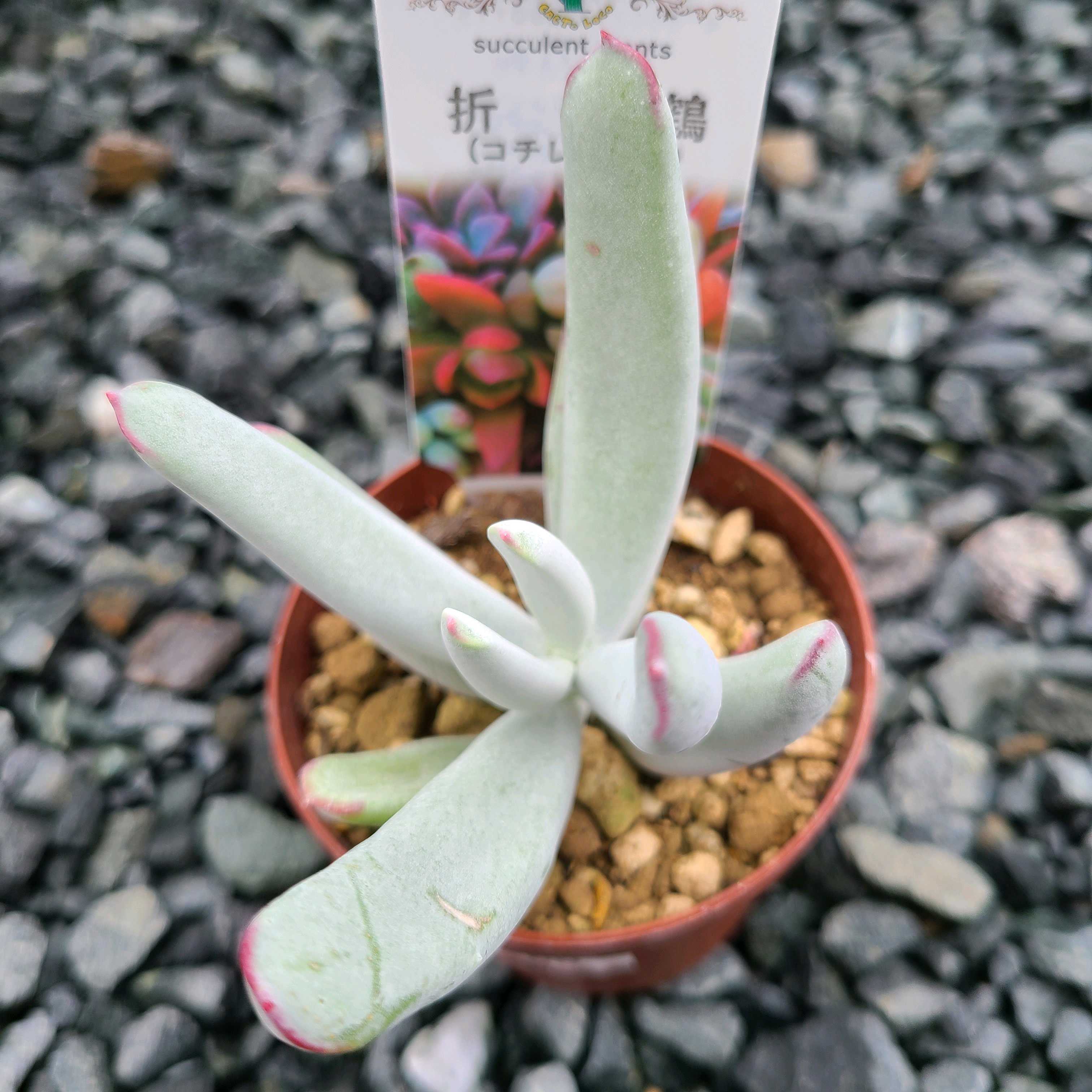 折鶴 の成長記録🤍🤍｜🍀GreenSnap（グリーンスナップ）